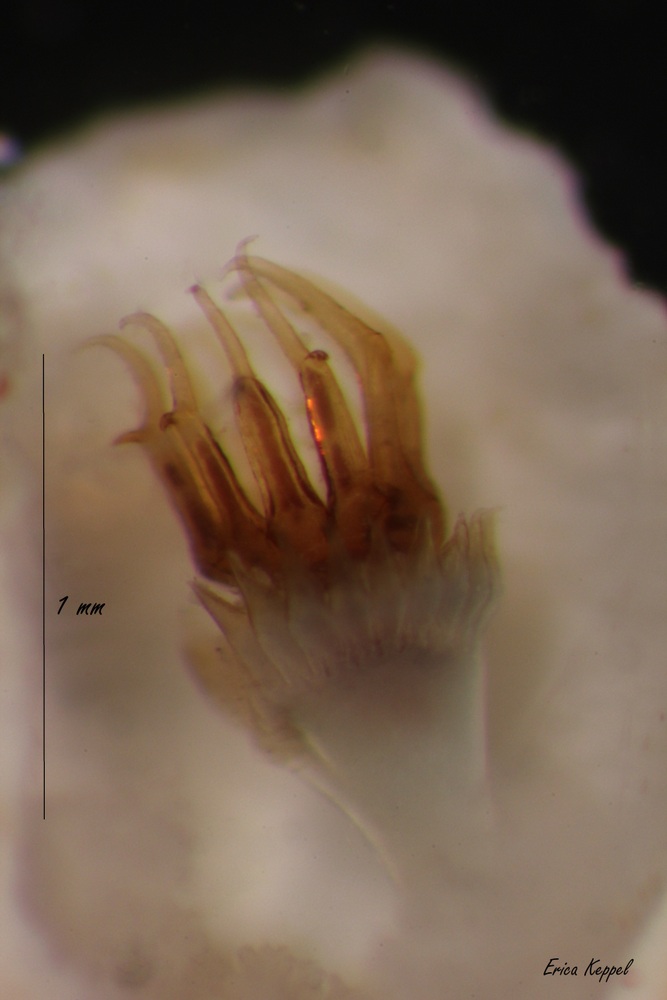 Image of Hydroides sanctaecrucis